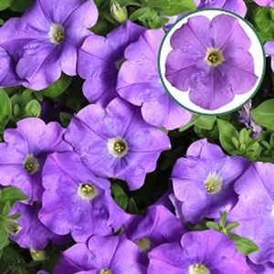 Afbeelding van Petunia P12 Sky blue